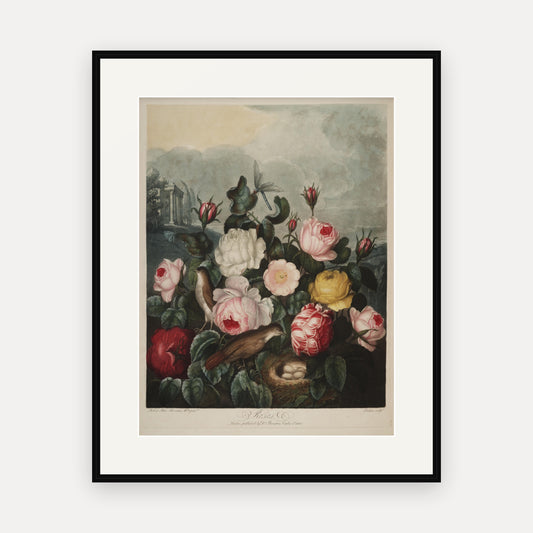 Roses, Thornton's Temple of Flora - mounted and framed print, front view