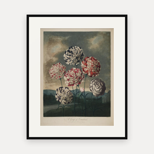 A Group of Carnations, Thornton's Temple of Flora - mounted and framed print, front view