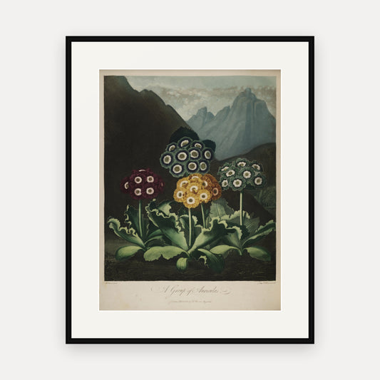 A Group of Auriculas, Thornton's Temple of Flora - mounted and framed print, front view