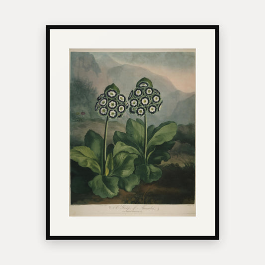 A Group of Auriculas II, Thornton's Temple of Flora - mounted and framed print, front view