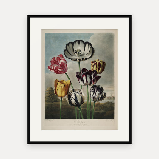 Tulips, Thornton's Temple of Flora - mounted and framed print, front view