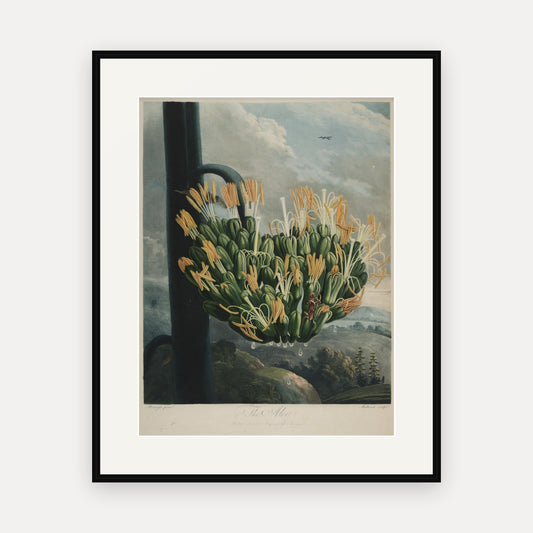 The Aloe, Thornton's Temple of Flora - mounted and framed print, front view