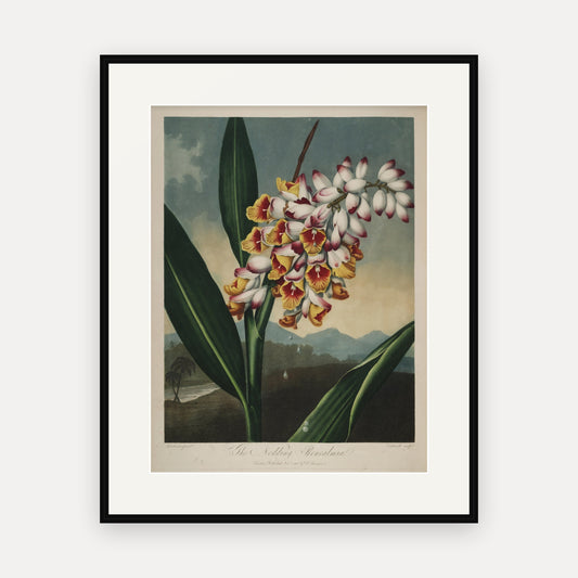 The Nodding Renealmia, Thornton's Temple of Flora - mounted and framed print, front view