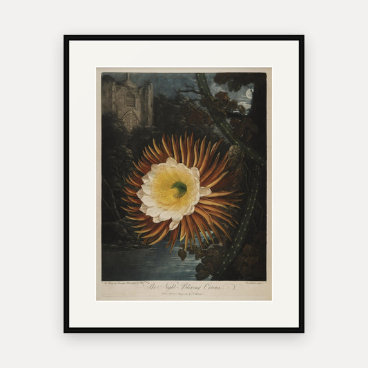 The Night-blowing Cereus, Thornton's Temple of Flora - mounted and framed print, front view