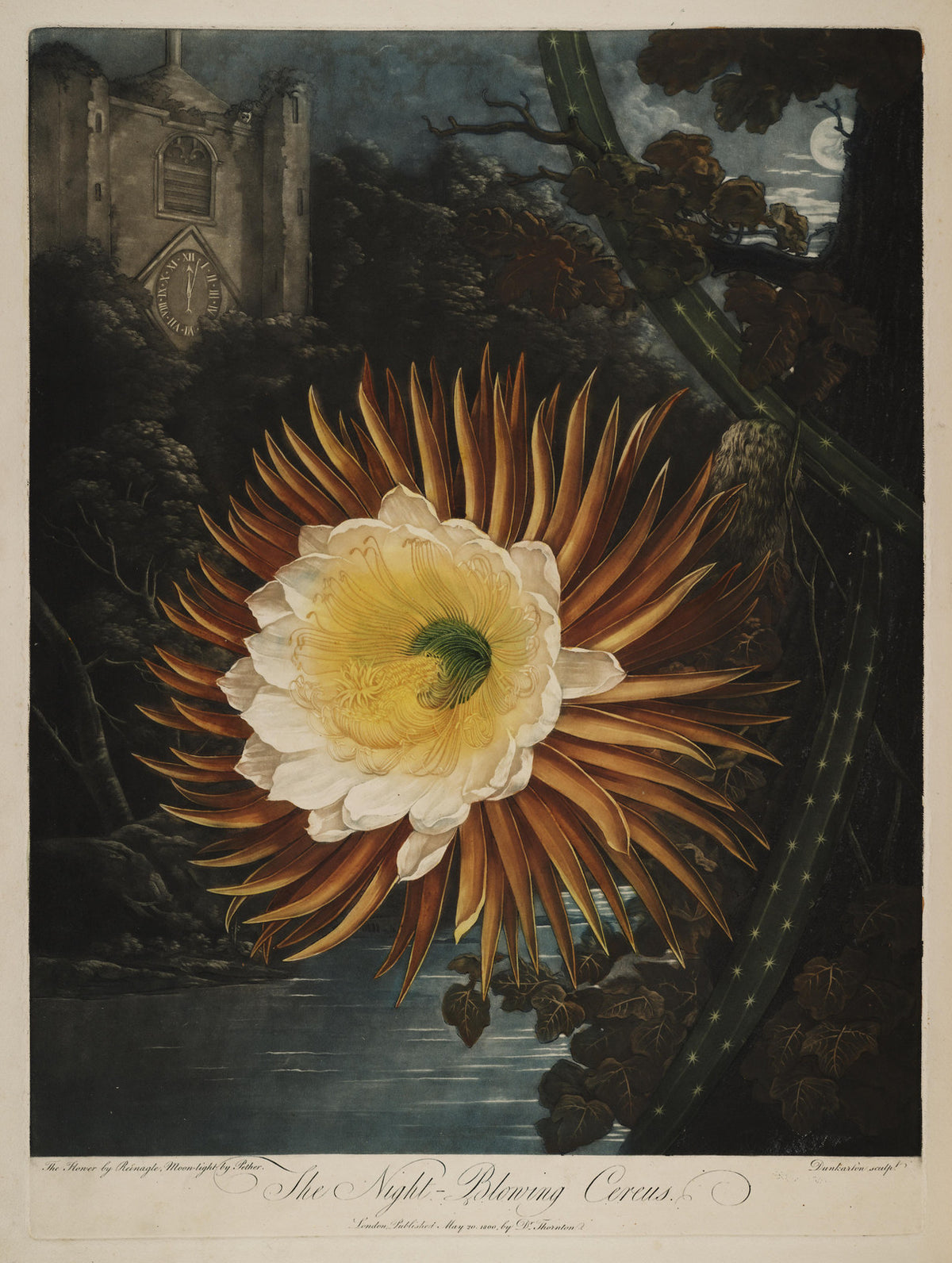 The Night-Blowing Cereus print