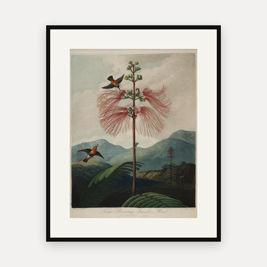 Large Flowering Sensitive Plant, Thornton's Temple of Flora - mounted and framed print, front view