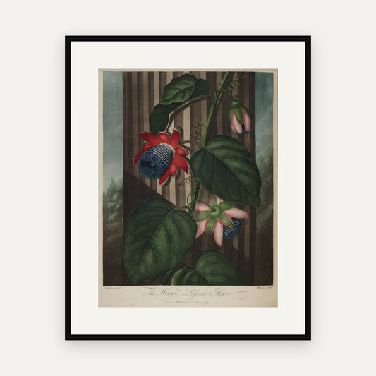 The Winged Passion Flower, Thornton's Temple of Flora - mounted and framed print, front view