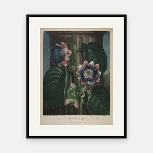 The Quadrangular Passion Flower, Thornton's Temple of Flora - mounted and framed print, front view
