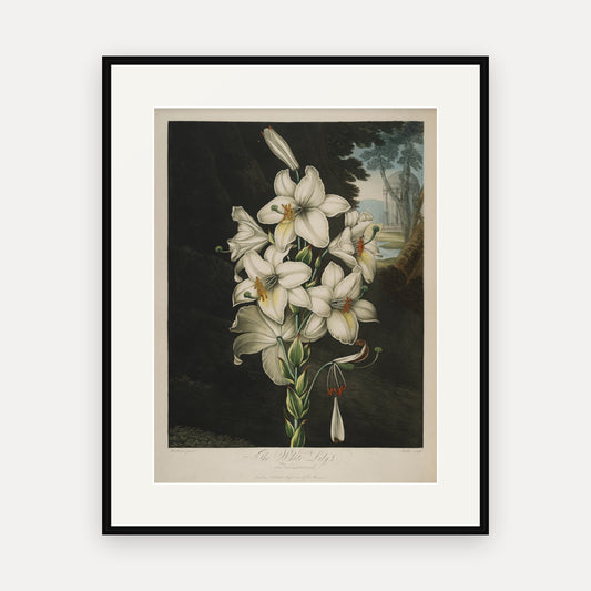 The White Lily, Thornton's Temple of Flora - mounted and framed print, front view