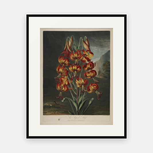 The Superb Lily, Thornton's Temple of Flora - mounted and framed print, front view