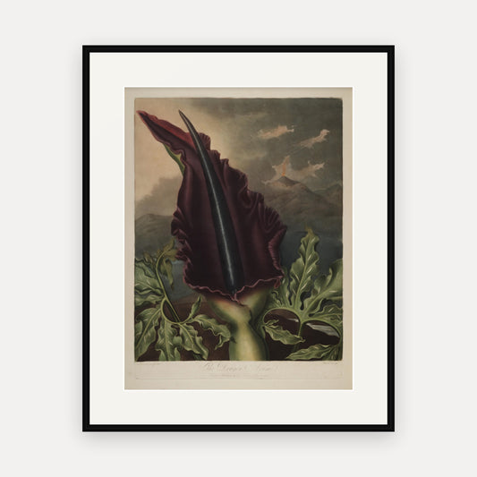 The Dragon Arum, Thornton's Temple of Flora - mounted and framed print, front view
