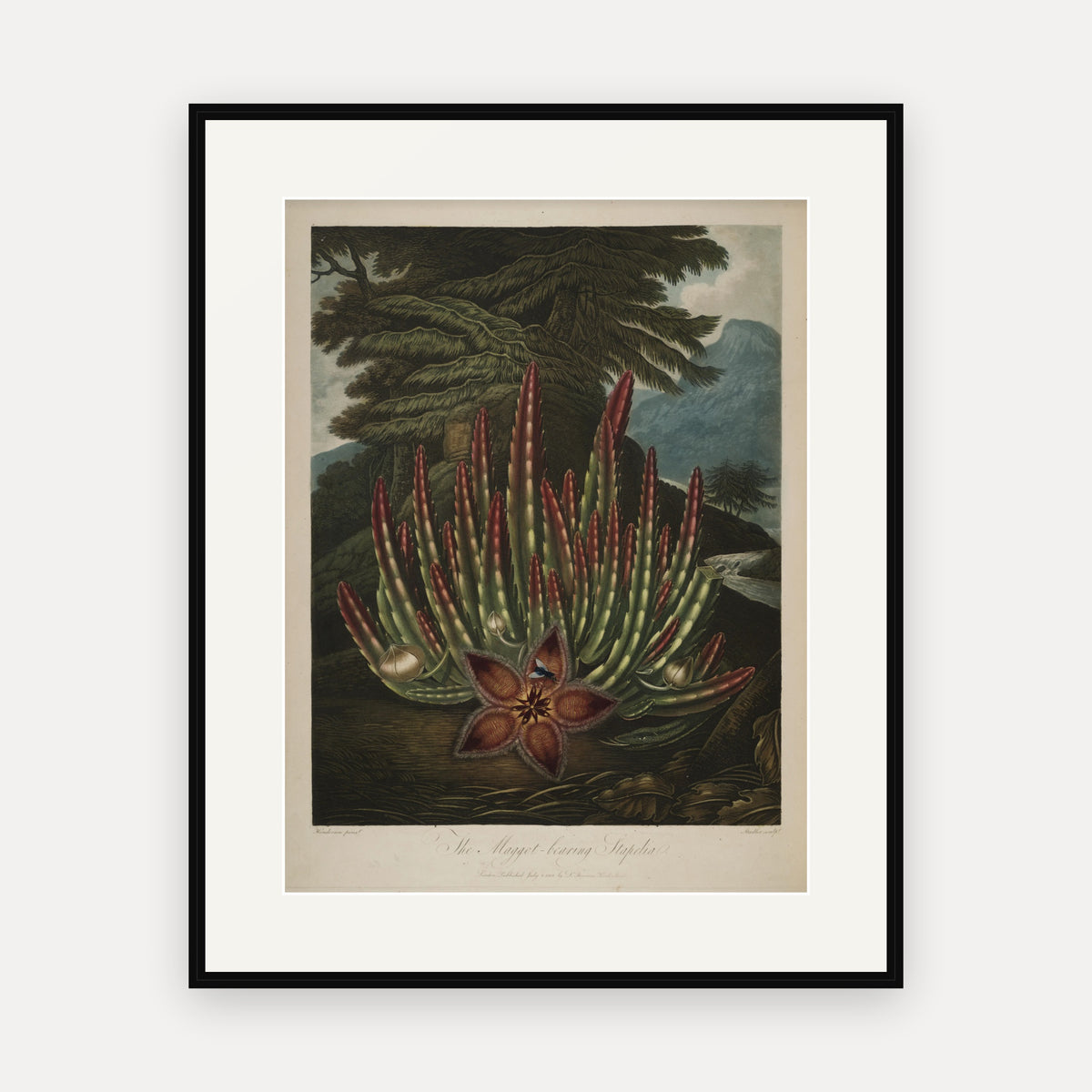 The Maggot-bearing Stapelia · Thornton's Temple of Flora · Vintage Botanical Print