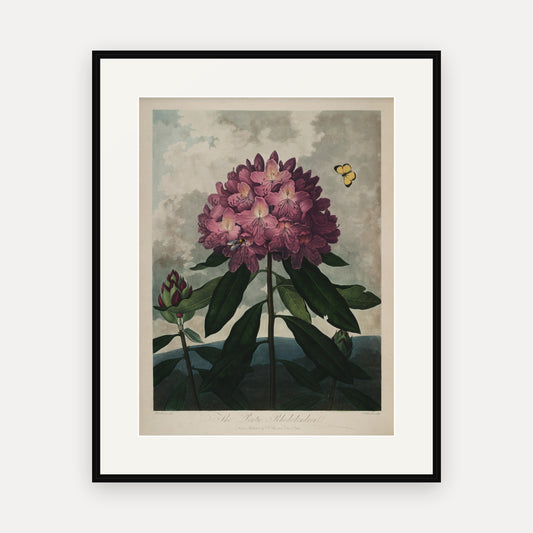 The Pontic Rhododendron, Thornton's Temple of Flora - mounted and framed print, front view