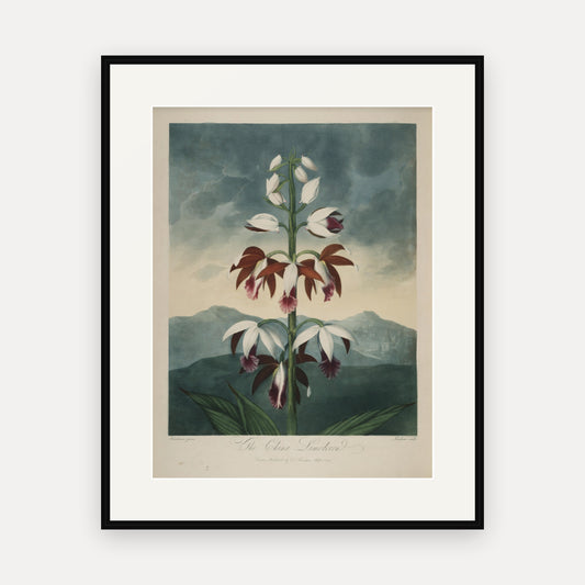 The China Limodoron, Thornton's Temple of Flora - mounted and framed print, front view