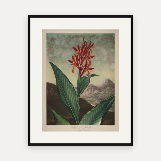 Indian Reed, Thornton's Temple of Flora - mounted and framed print, front view