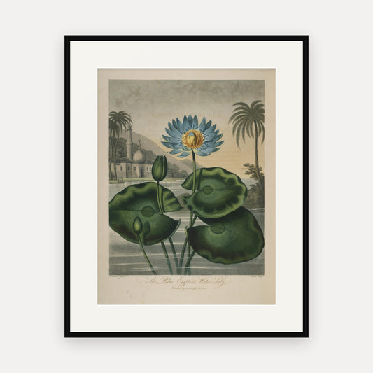 The Blue Egyptian Water-lily, Thornton's Temple of Flora - mounted and framed print, front view