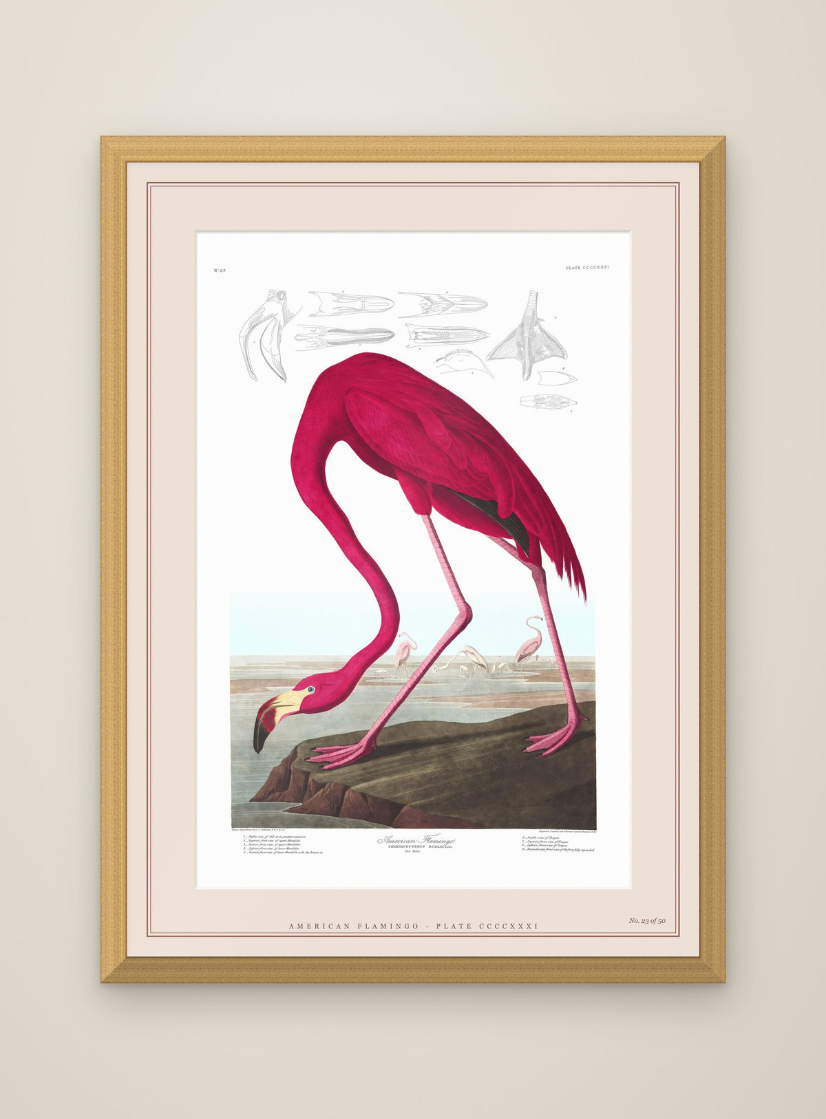 American Flamingo · Limited Edition of 50