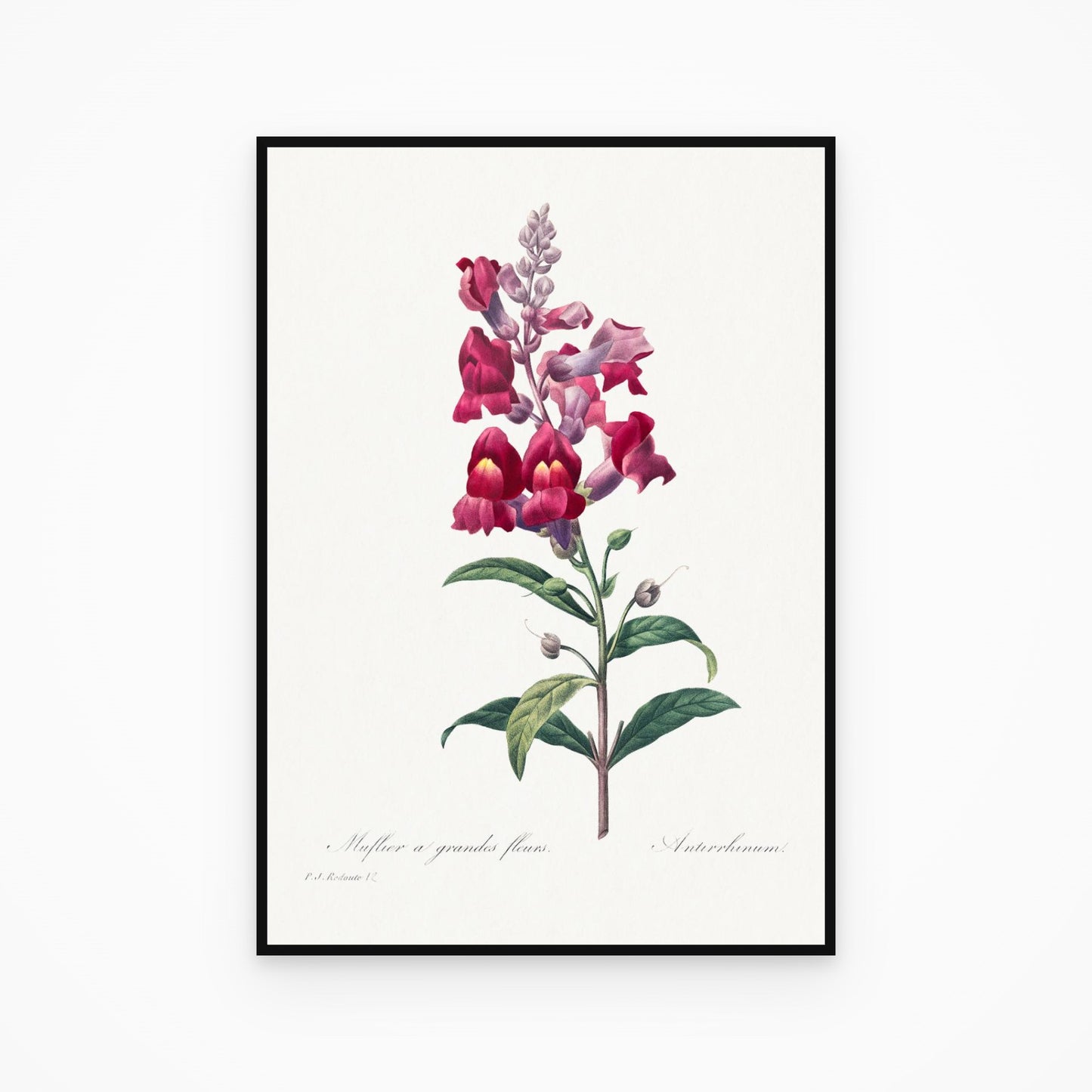 Muflier à Grandes Fleurs / Antirrhinum Pierre-Joseph Redouté Print