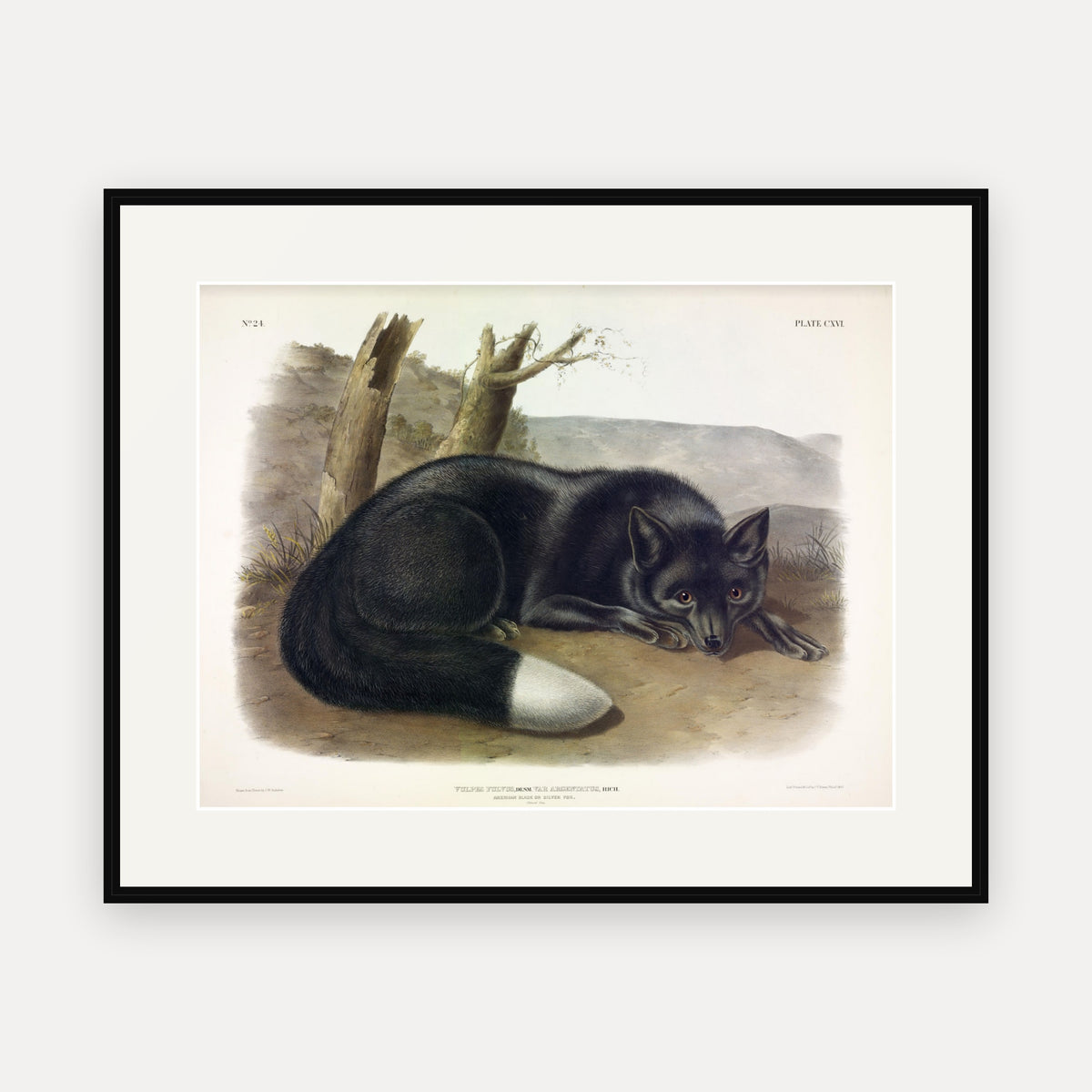 Silver Fox · Plate 116 · Audubon - Quadrupeds of North America Print framed print