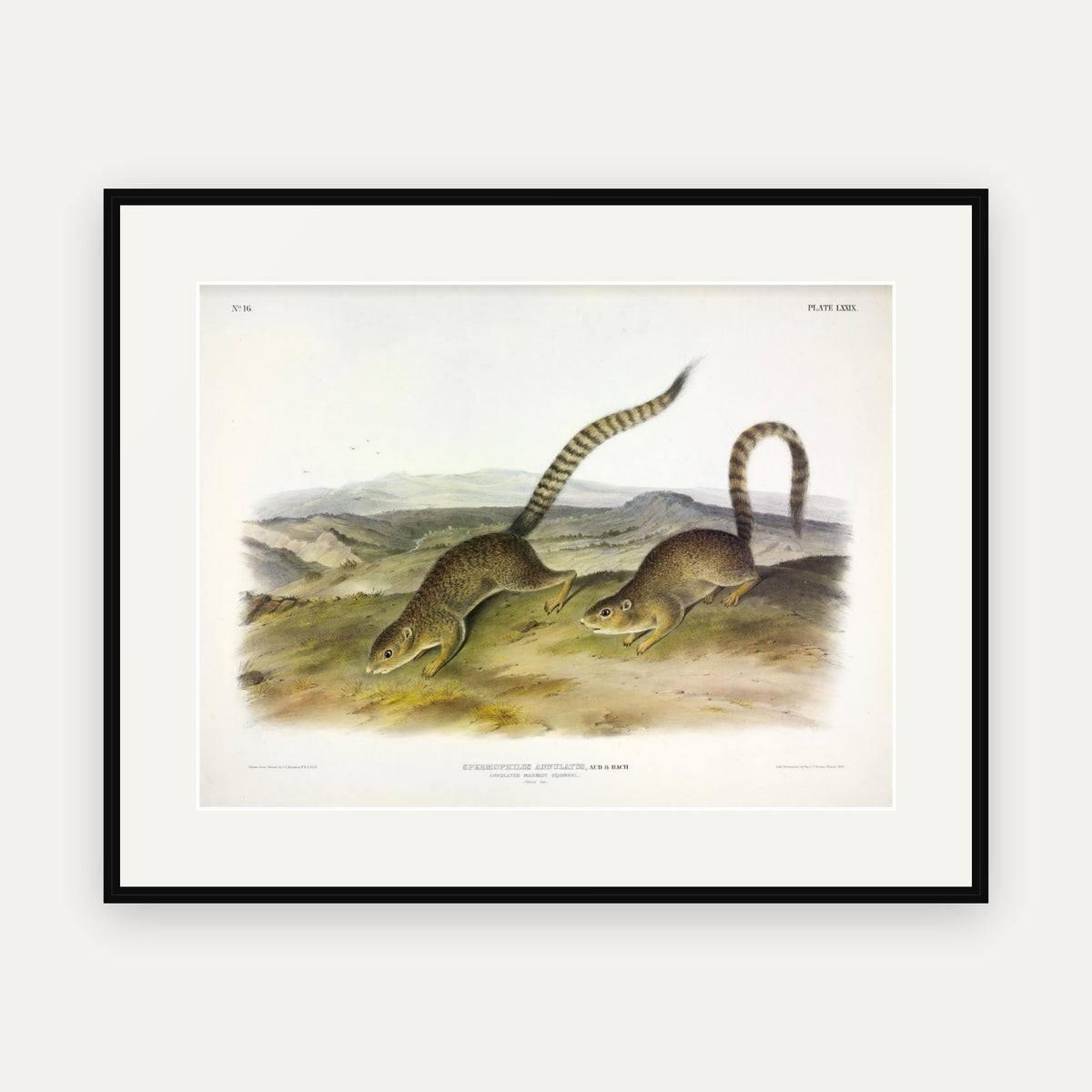 Annulated Marmot-Squirrel · Plate 79 · Audubon - Quadrupeds of North America Print framed print