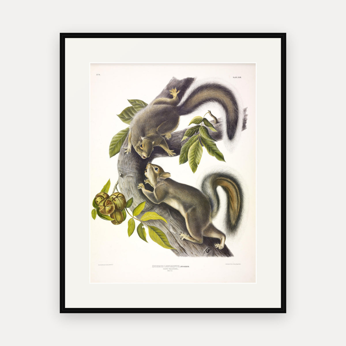 Hare Squirrel · Plate 43 · Audubon - Quadrupeds of North America Print framed print