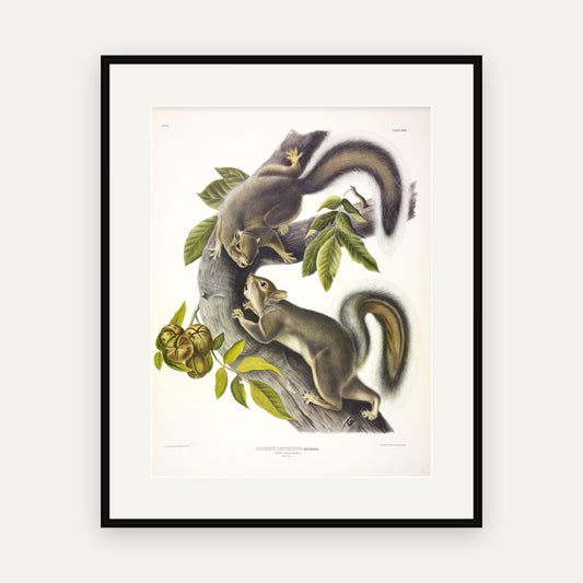 Hare Squirrel · Plate 43 · Audubon - Quadrupeds of North America Print framed print