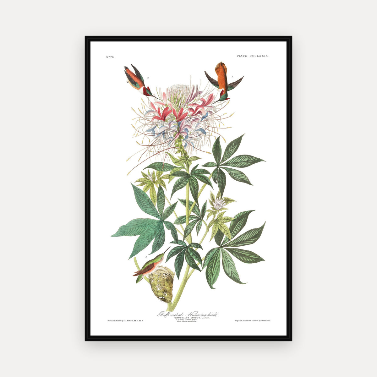 Ruff-necked Humming-bird · Plate 379 · Audubon - Birds of America Print