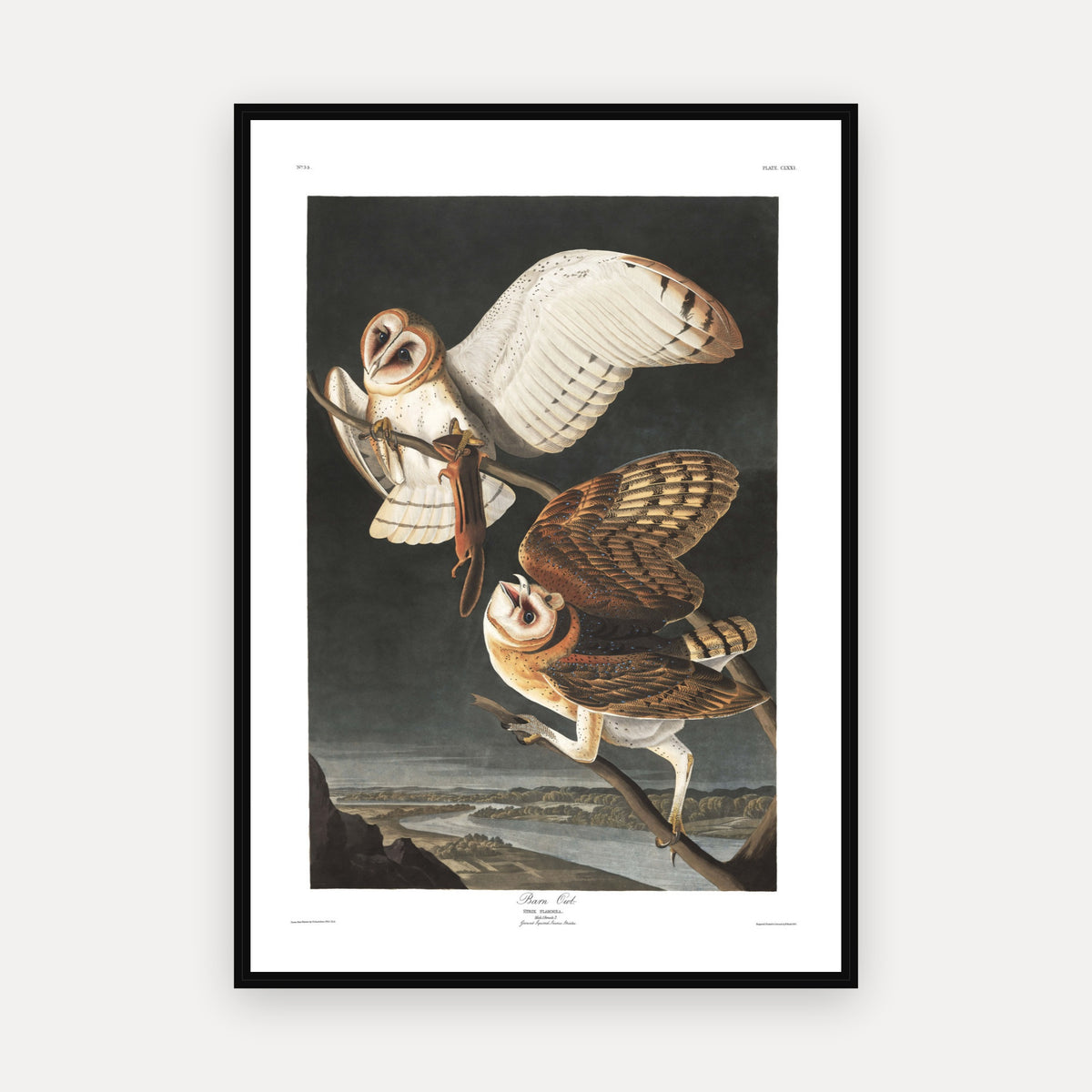 Barn Owl · Plate 171 · Audubon - Birds of America Print