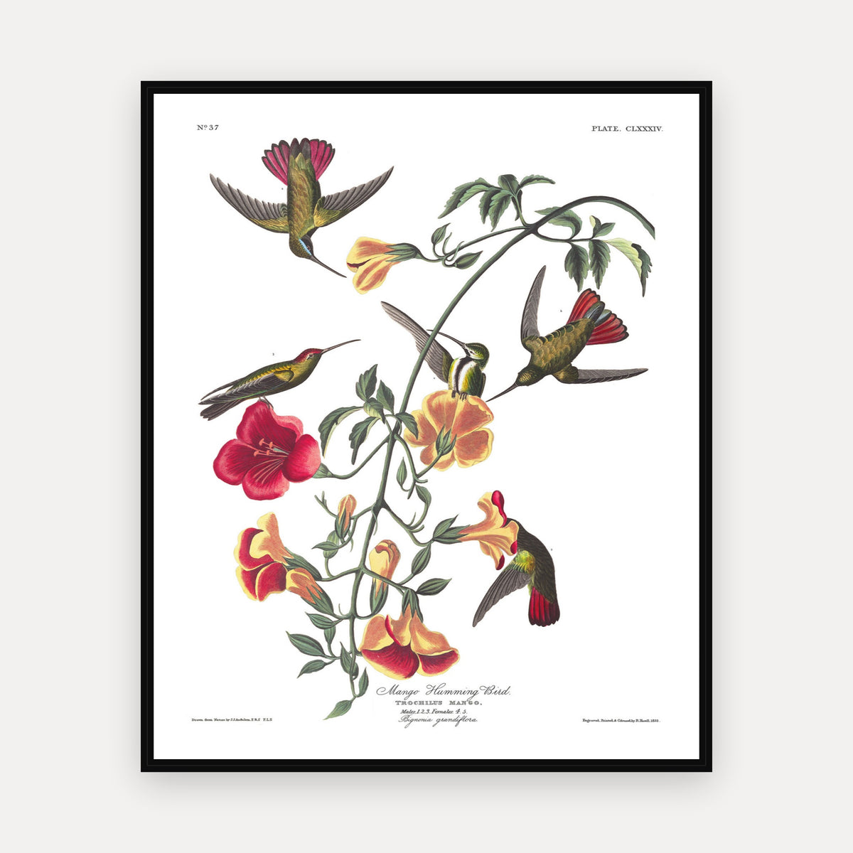 Mango Hummingbird · Plate 184 · Audubon - Birds of America Print