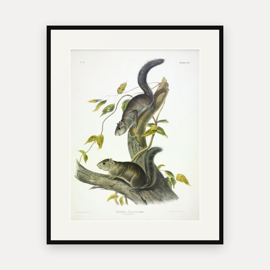 Collies' Squirrel · Plate 104 · Audubon - Quadrupeds of North America Print framed print