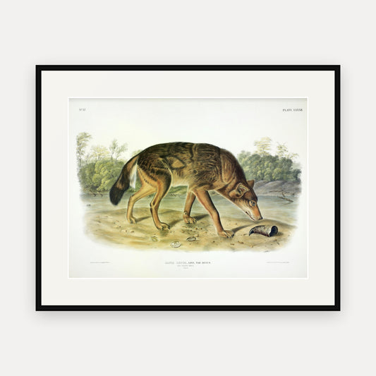 Red Texan Wolf · Plate 82 · Audubon - Quadrupeds of North America Print framed print