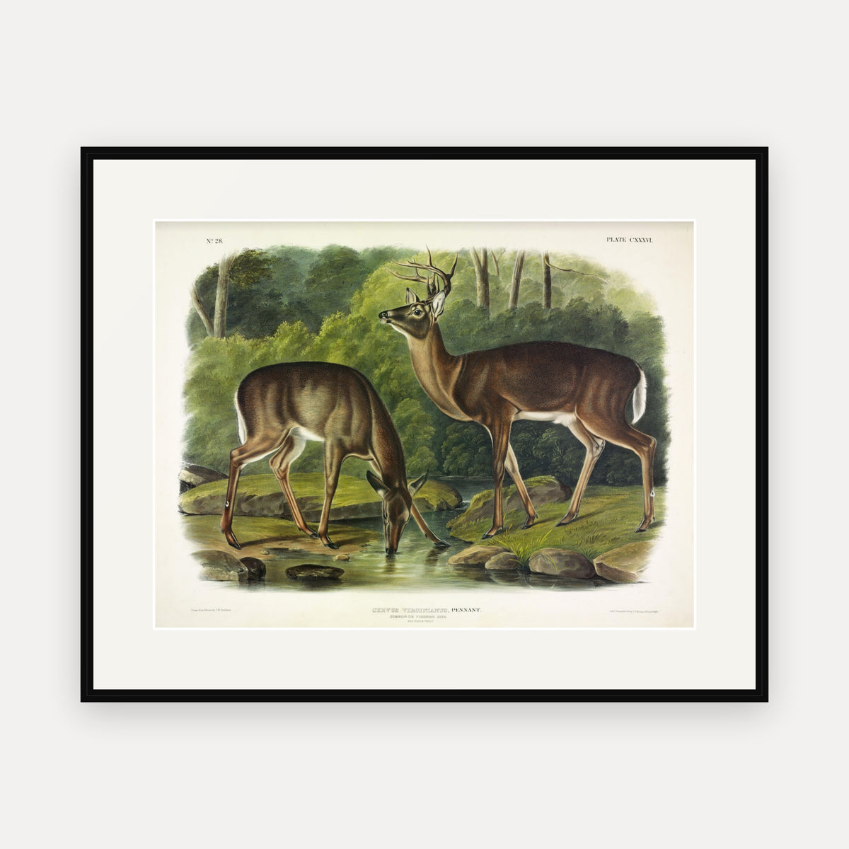 White-tailed Deer · Plate 136 · Audubon - Quadrupeds of North America Print framed print