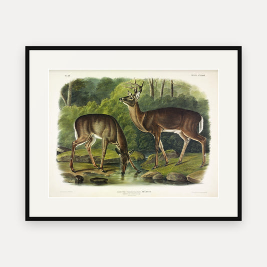 White-tailed Deer · Plate 136 · Audubon - Quadrupeds of North America Print framed print