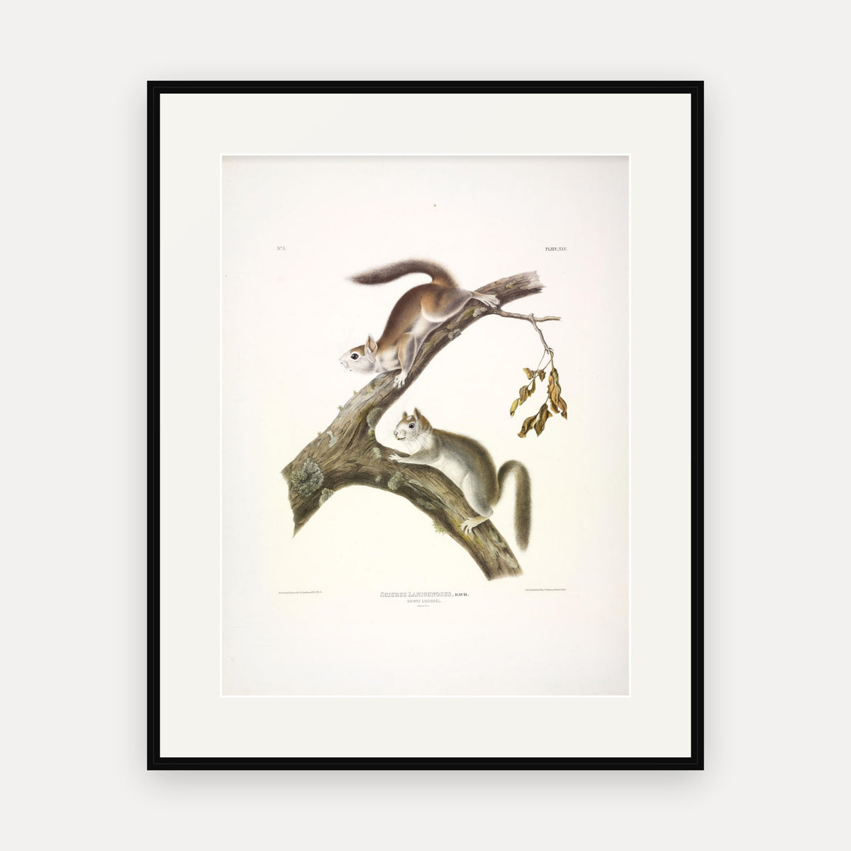 Downy Squirrel · Plate 25 · Audubon - Quadrupeds of North America Print framed print
