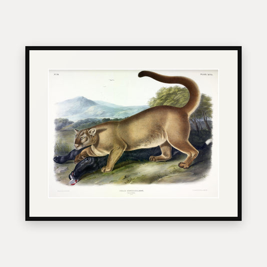Cougar · Plate 96 · Audubon - Quadrupeds of North America Print framed print