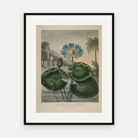 The Blue Egyptian Water-lily · Thornton's Temple of Flora · Vintage Botanical Print