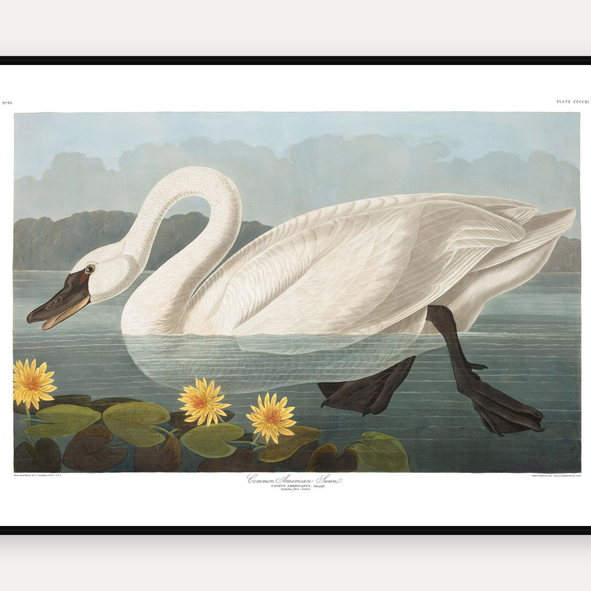 Common American Swan · Plate 411 · Audubon - Birds of America Print