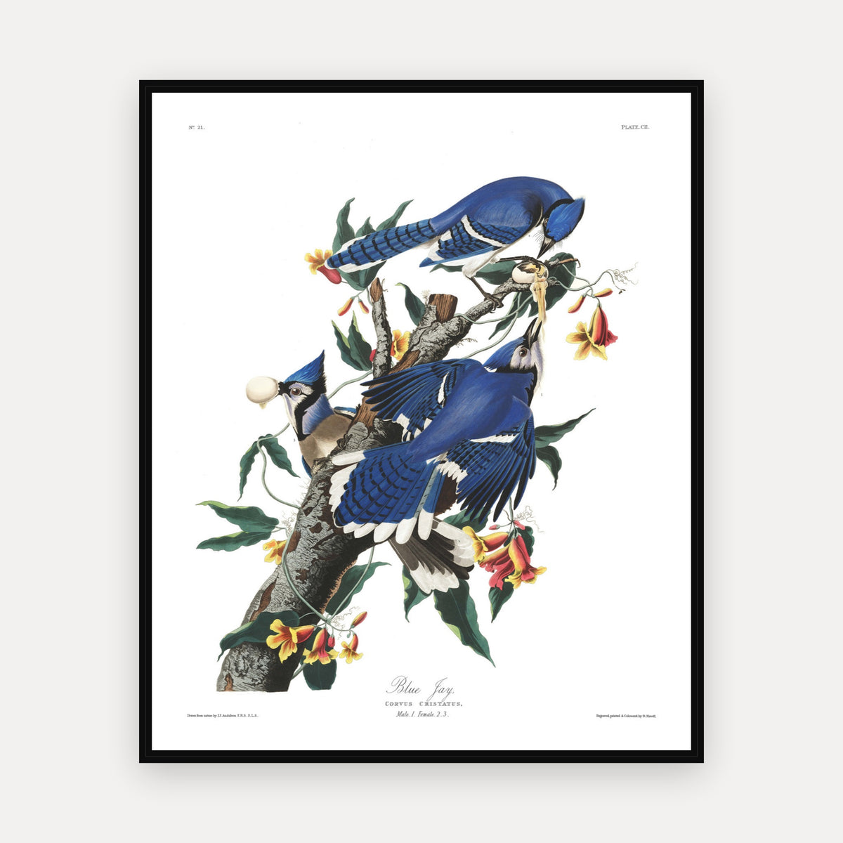 Blue Jay · Plate 102 · Audubon - Birds of America Print