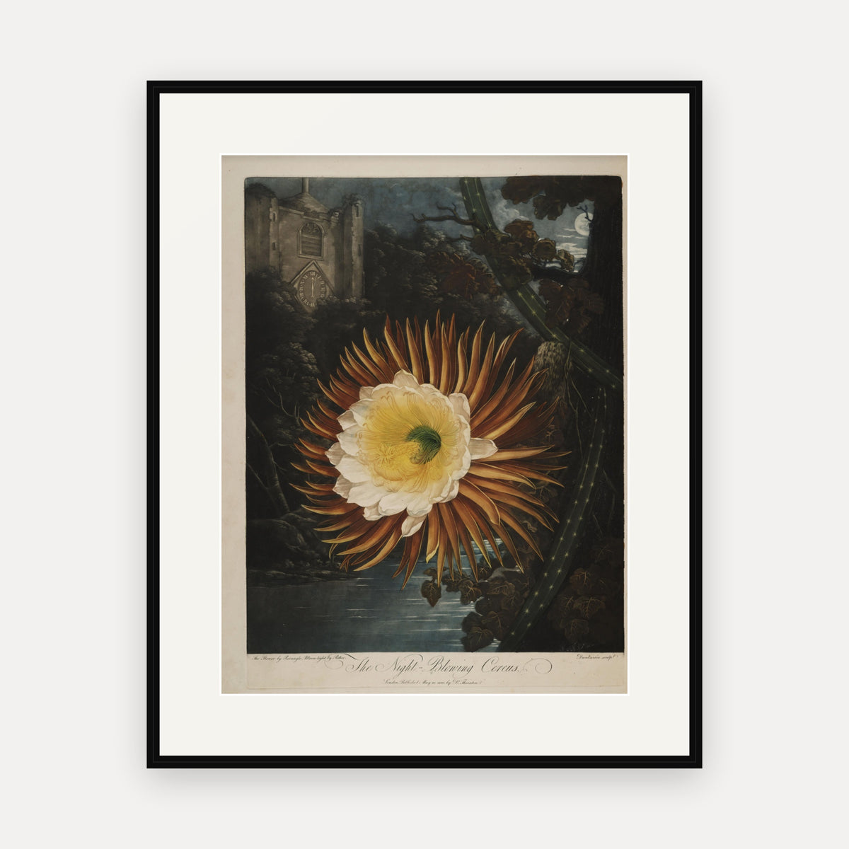 The Night-blowing Cereus · Thornton's Temple of Flora · Vintage Botanical Print