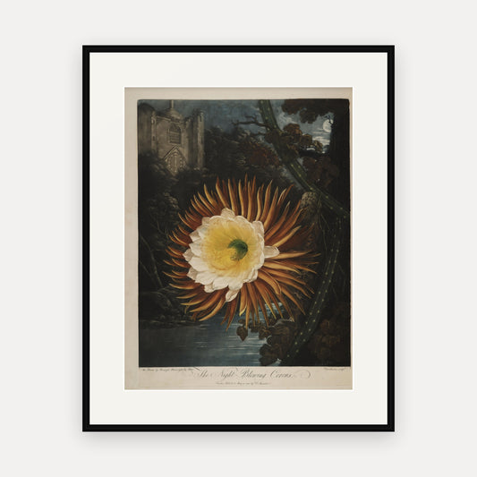The Night-blowing Cereus · Thornton's Temple of Flora · Vintage Botanical Print