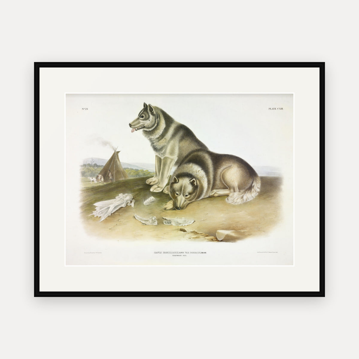 Esquimaux Dog · Plate 113 · Audubon - Quadrupeds of North America Print framed print