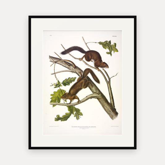 Soft-haired Squirrel · Plate 19 · Audubon - Quadrupeds of North America Print framed print