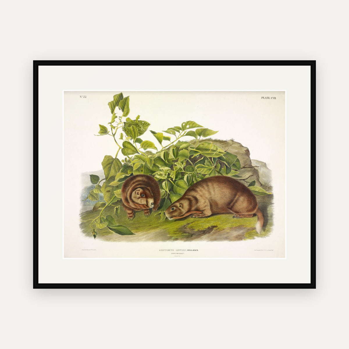 Lewis' Marmot · Plate 107 · Audubon - Quadrupeds of North America Print framed print