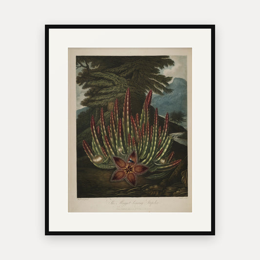 The Maggot-bearing Stapelia · Thornton's Temple of Flora · Vintage Botanical Print