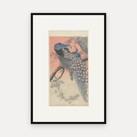Two Peacocks on a Branch · Ohara Koson · Japanese Woodblock Print