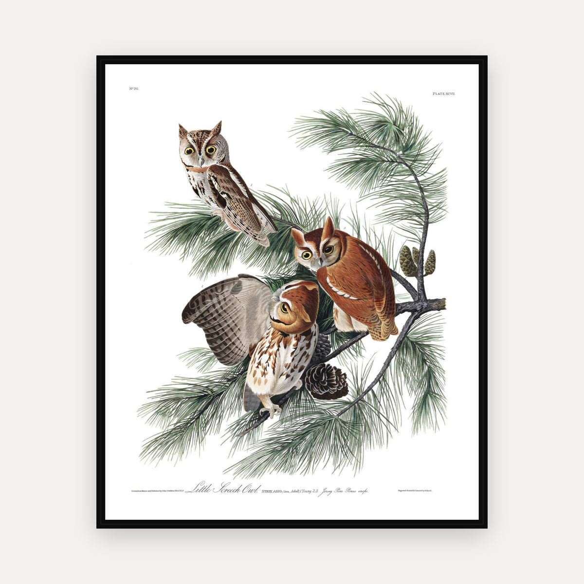 Little Screech Owl · Plate 97 · Audubon - Birds of America Print