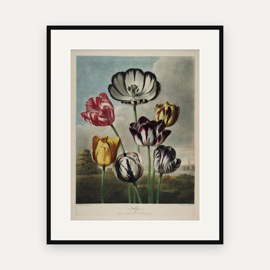 Tulips · Thornton's Temple of Flora · Vintage Botanical Print
