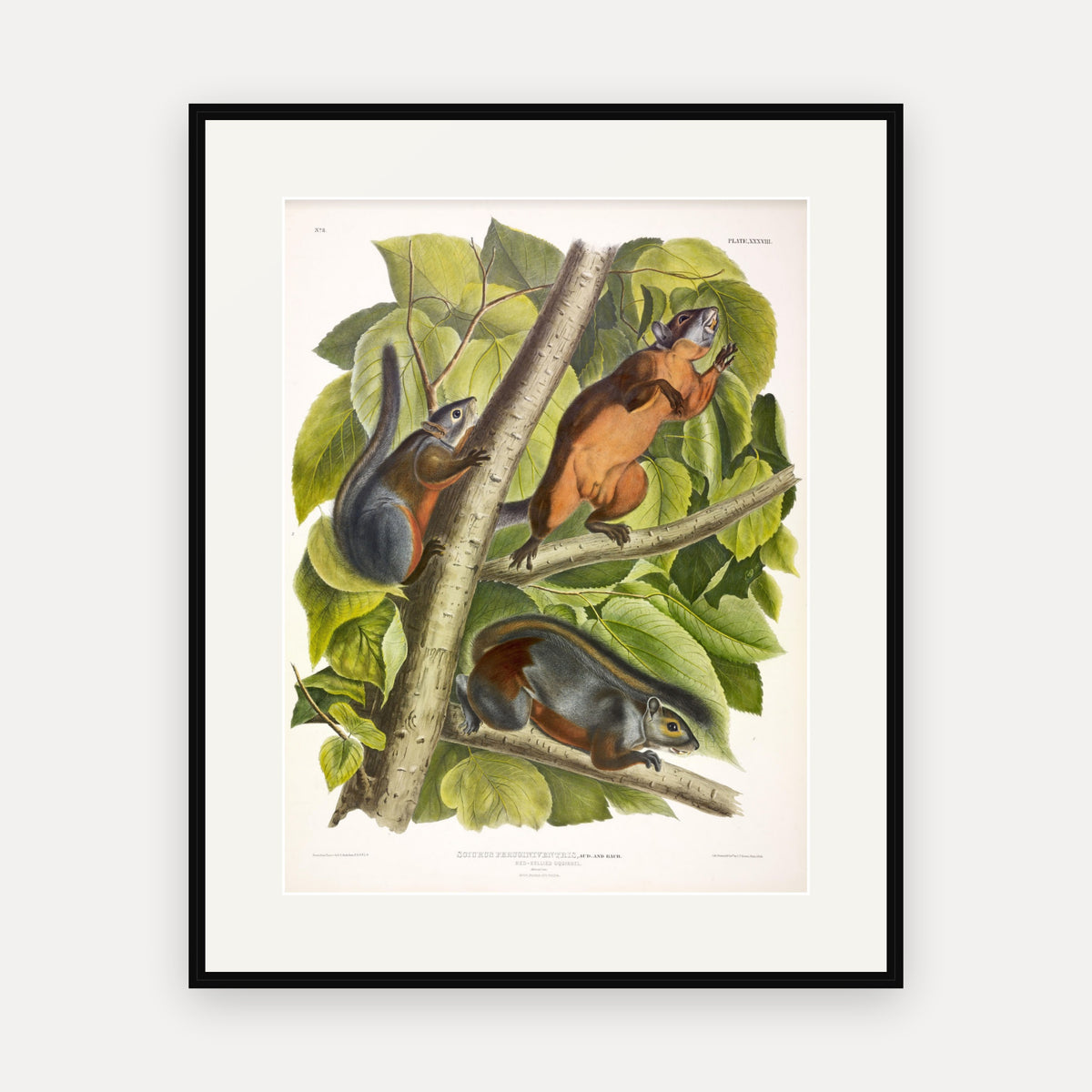 Red-bellied Squirrel · Plate 38 · Audubon - Quadrupeds of North America Print framed print