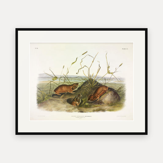 Columbia Pouched-Rat · Plate 105 · Audubon - Quadrupeds of North America Print framed print