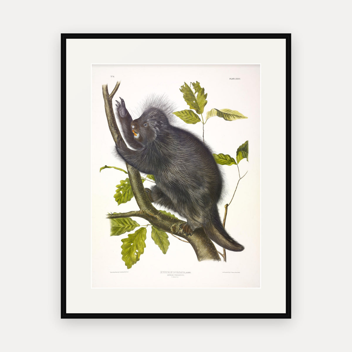 Canada Porcupine · Plate 36 · Audubon - Quadrupeds of North America Print framed print